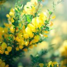 Cytisus Scoparius Scotch Broom Tree Seeds Vibrant Yellow Blooms Easy to Grow