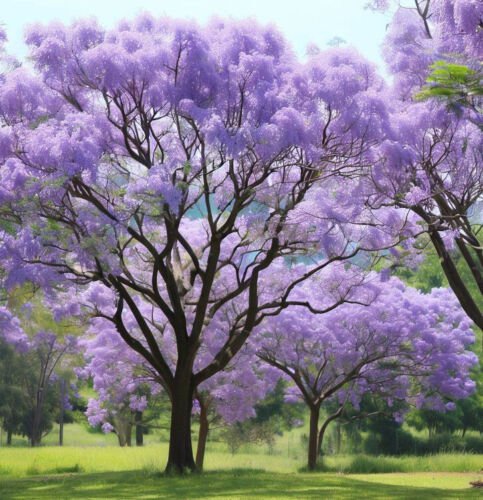 Jacaranda Mimosaefolia Jacaranda Tree Tree Seeds Stunning Visual Display Easy to Grow