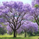 Jacaranda Mimosaefolia Jacaranda Tree Tree Seeds Stunning Visual Display Easy to Grow