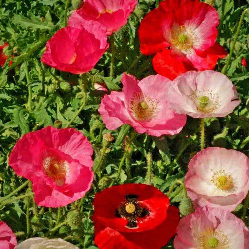 Papaver Rhoeas Corn Poppy Single Mixed Flower Seeds Elegant Appearance Easy to Grow