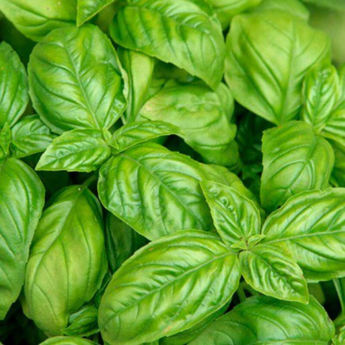 Basil Italian Large Leaf Ocimum Basilicum Herb Seeds Sweet Aromatic Flavor Easy to Grow