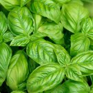 Basil Italian Large Leaf Ocimum Basilicum Herb Seeds Sweet Aromatic Flavor Easy to Grow