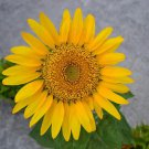 Helianthus Annuus Wild Sunflower Flower Seeds Long Lasting Blooms Easy to Grow