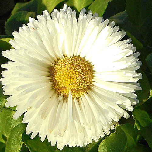 Bellis Perennis Lawn Daisy Mixed Flower Seeds Attractive Appearance Easy to Grow