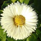 Bellis Perennis Lawn Daisy Mixed Flower Seeds Attractive Appearance Easy to Grow