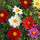 Dahlia Variabilis Dwarf Single Mix Flower Seeds Bright Bold Blooms Easy to Grow