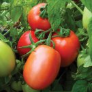 Marinara F1 Hybrid Tomato Roma Paste Lycopersicon Esculentum Tomato Seeds Easy to Grow