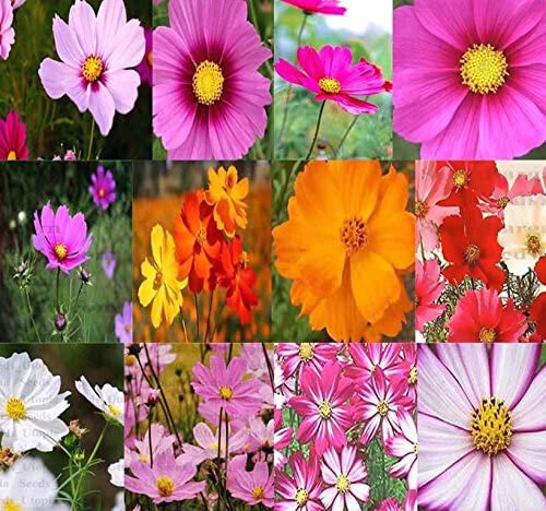 Cosmos Bipinnatus Sulphureus Mix Cosmos Dwarf & Tall Mixed Flower Seeds Easy to Grow