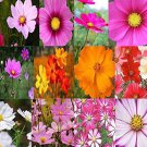Cosmos Bipinnatus Sulphureus Mix Cosmos Dwarf & Tall Mixed Flower Seeds Easy to Grow