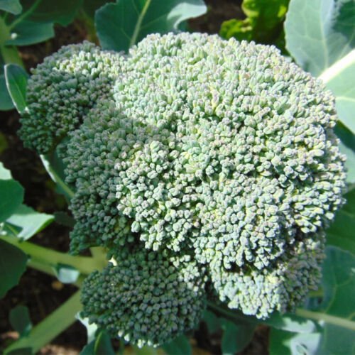 Waltham 29 Broccoli Brassica Oleracea Vegetable Seeds Nutritious Vegetable Easy to Grow