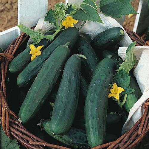 Garden Sweet Burpless Cucumber Hybrid Cucumis Sativus Vegetable Seeds Easy to Grow