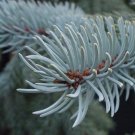 Picea Pungens Colorado Blue Spruce Tree Seeds Distinctive Blue Gray Needles Easy to Grow