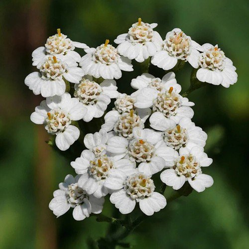 Achillea Millefolium White Yarrow Flower Seeds Fragrant Blooms Easy to Grow