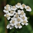 Achillea Millefolium White Yarrow Flower Seeds Fragrant Blooms Easy to Grow