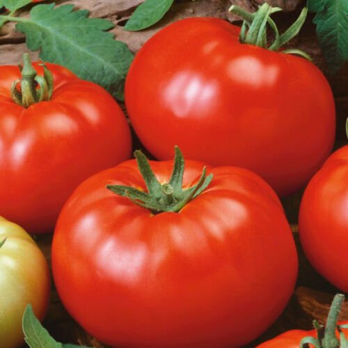 Brandywine Red Standard Slicing Lycopersicon Esculentum Tomato Seeds Easy to Grow