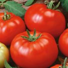 Brandywine Red Standard Slicing Lycopersicon Esculentum Tomato Seeds Easy to Grow