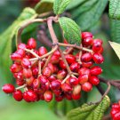 Viburnum Rhytidophyllum Leather Leaf Viburnum Shrub Seeds Fragrant Blooms Easy to Grow