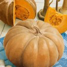 Autumn Buckskin F1 Hybrid Pumpkin Cucurbita Maxima Vegetable Seeds Easy to Grow