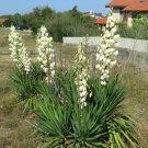 Yucca Filamentosa Adam'S Needle Plant Seeds Distinctive Appearance Easy to Grow