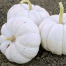 Gooligan Pmt F1 Hybrid Pumpkin Cucurbita Maxima Vegetable Seeds Cute Shape Easy to Grow