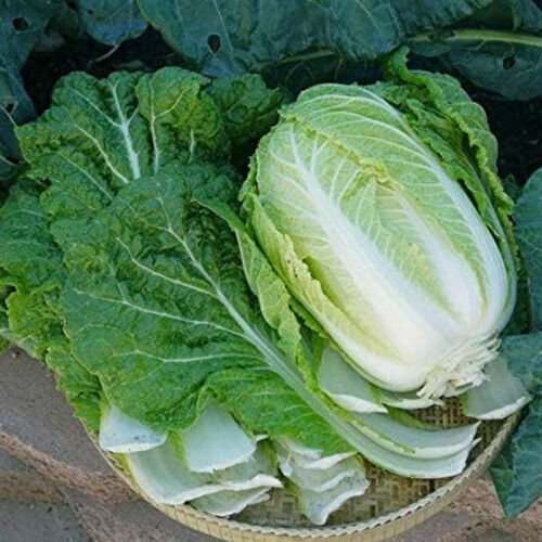 Aichi Barrel Head Type Brassica Rapa Pekinensis Vegetable Seeds Easy to Grow