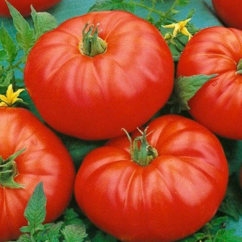 Beefmaster Vfn F1 Hybrid Standard Lycopersicon Esculentum Tomato Seeds Easy to Grow