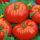 Beefmaster Vfn F1 Hybrid Standard Lycopersicon Esculentum Tomato Seeds Easy to Grow
