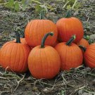 Howden'S Field Pumpkin Cucurbita Maxima Vegetable Seeds Thick Rind Easy to Grow
