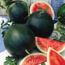 Sugar Baby Watermelon Citrullus Lanatus Vegetable Seeds  Easy to Grow