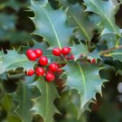 Ilex Aquifolium English Holly Tree Seeds Attractive Foliage Red Berries Easy to Grow