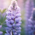 Lupinus Perennis Perennial Lupine Flower Seeds Gorgeous Color Easy to Grow