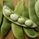 Early Thorogreen Lima Bean Phaseolus Lunatus Vegetable Seeds Early Maturity Easy to Grow