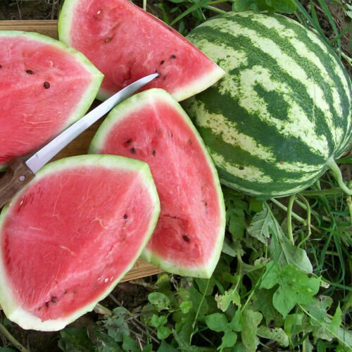 Crimson Sweet Watermelon Citrullus Lanatus Vegetable Seeds Large Size Easy to Grow