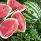 Crimson Sweet Watermelon Citrullus Lanatus Vegetable Seeds Large Size Easy to Grow