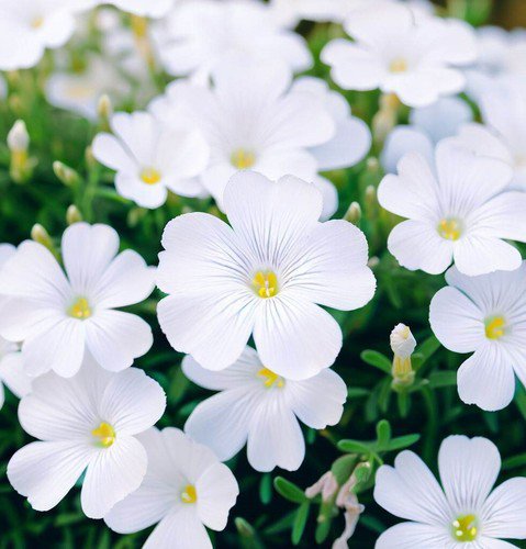 Linanthus Grandiflorus Mountain Phlox Flower Seeds Showy Fragrant Flowers Easy to Grow