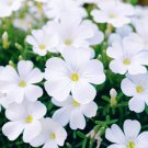 Linanthus Grandiflorus Mountain Phlox Flower Seeds Showy Fragrant Flowers Easy to Grow