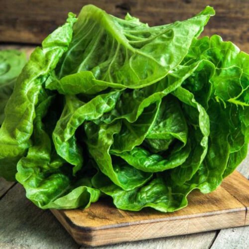 Iceberg Batavian Lettuce Lactuca Sativa Vegetable Seeds Crispy And Crunchy Easy to Grow