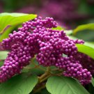 Callicarpa Americana Cs American Beautybush Shrub Seeds Attractive Displays Easy to Grow