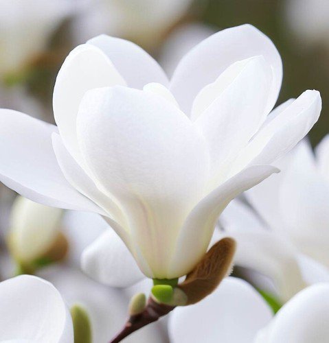 Magnolia Denudata Lilytree Yulan Tree Seeds Fragrant White Flowers Easy to Grow