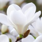 Magnolia Denudata Lilytree Yulan Tree Seeds Fragrant White Flowers Easy to Grow