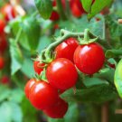 Red Cherry Small Tomato Cherry Tomato Lycopersicon Esculentum Tomato Seeds Easy to Grow
