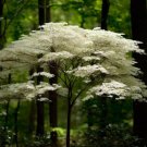 Cornus Racemosa Gray Dogwood Shrub Seeds Creamy White Flowers Easy to Grow