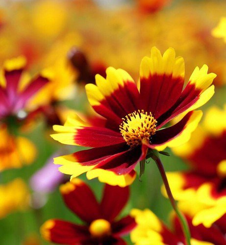 Coreopsis Tinctoria Plains Coreopsis Flower Seeds Long Lasting Blooms Easy to Grow