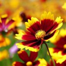 Coreopsis Tinctoria Plains Coreopsis Flower Seeds Long Lasting Blooms Easy to Grow