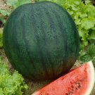 Florida Giant Watermelon Citrullus Lanatus Vegetable Seeds Massive Size Easy to Grow