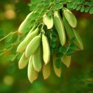 Moringa Oleifera Benzoil Tree Tree Seeds And Hardy Easy to Grow