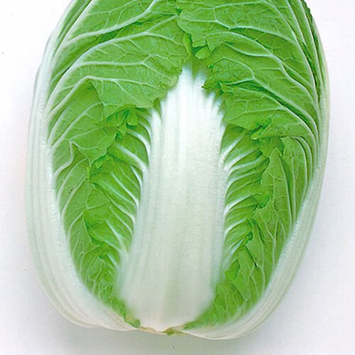 Wr 70 Days Hybrid Barrel Head Type Brassica Rapa Pekinensis Vegetable Seeds Easy to Grow