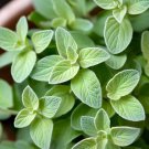 Oregano Italian Vulgare Origanum Vulgare Herb Seeds Rich In Essential Oils Easy to Grow