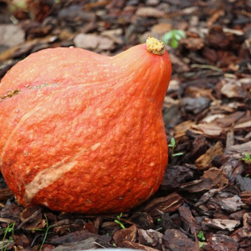 Hubbard Golden Squash Winter Cucurbita Maxima Vegetable Seeds  Easy to Grow