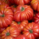 Costoluto Genovese Lycopersicon Esculentum Tomato Seeds Easy to Grow